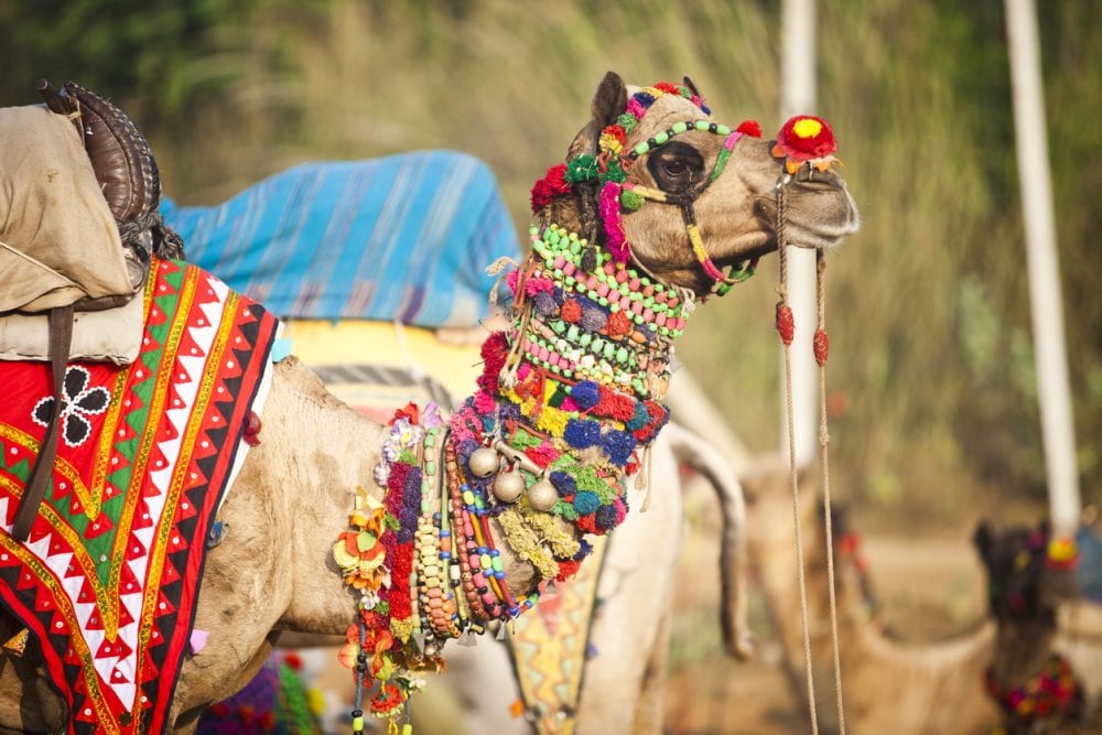 Ein Kamel in Rajasthan Ein Kamel in Rajasthan