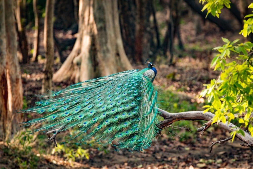 Ein Pfau im Dschungel Ein Pfau im Dschungel
