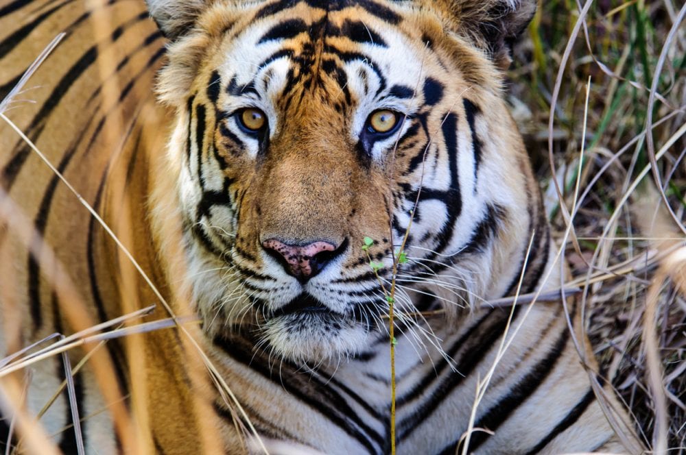 Ein Bengalischer Tiger im Kanha-Nationalpark Ein Bengalischer Tiger im Kanha-Nationalpark