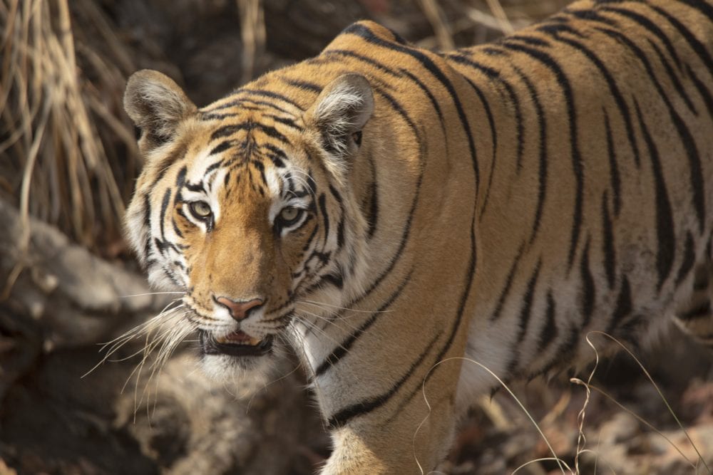 Ein Bengalischer Tiger im Pench-Nationalpark - Indien Safarireise Ein Bengalischer Tiger im Pench-Nationalpark - Indien Safarireise
