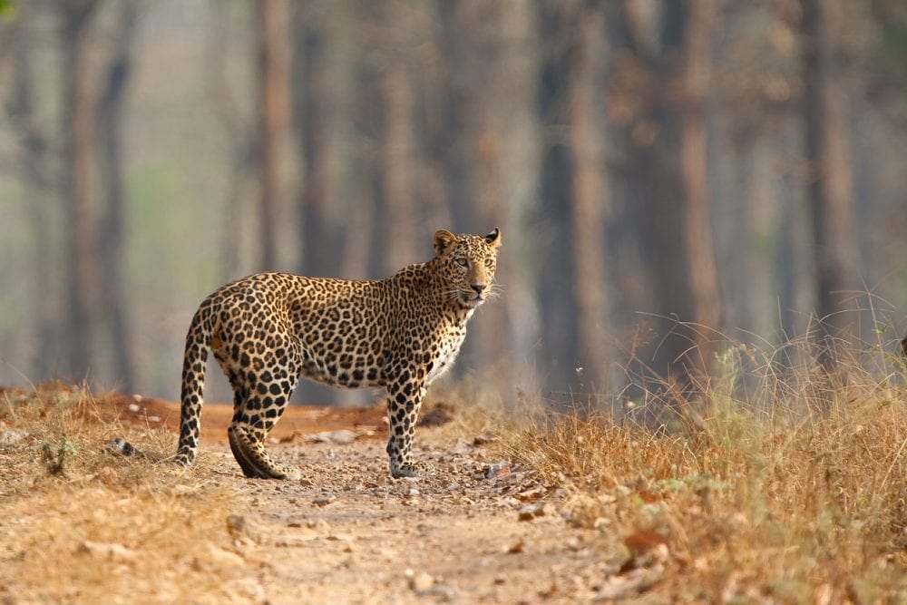 Safarireise Indien: ein Leopard im Nagarhole-Nationalpark Safarireise Indien: ein Leopard im Nagarhole-Nationalpark