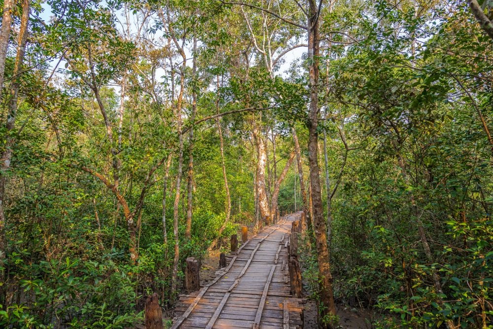 Unternehmen Sie einen Canopy Walk durch die Baumkronen in den Sundarbans Unternehmen Sie einen Canopy Walk durch die Baumkronen in den Sundarbans