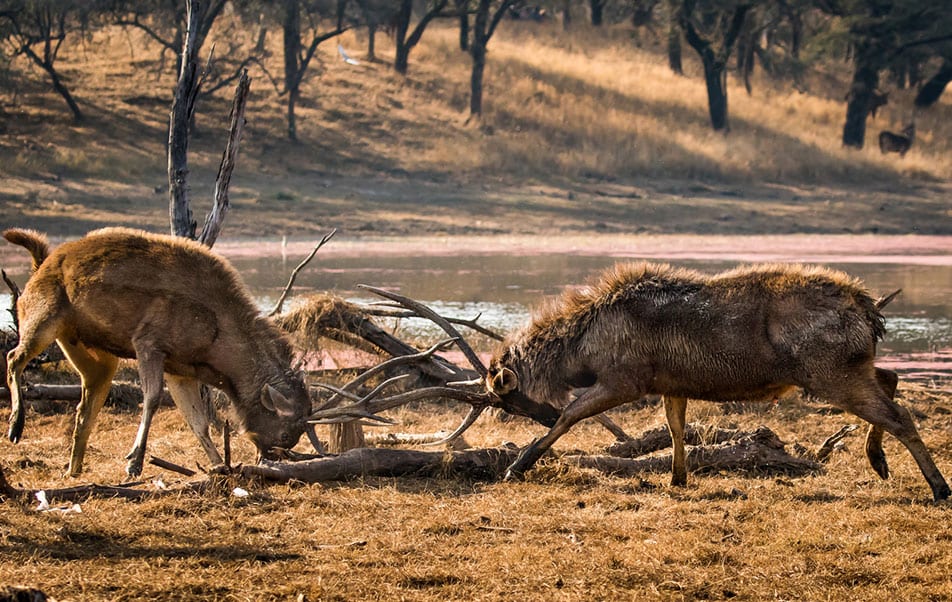 Zwei kämpfende Hirsche im Nationalpark Ranthambore Zwei kämpfende Hirsche im Nationalpark Ranthambore