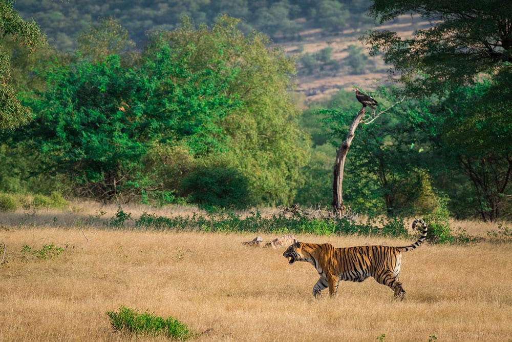 Ein Bengalischer Tiger im Ranthambore-Nationalpark, Rajasthan (Indien) Ein Bengalischer Tiger im Ranthambore-Nationalpark, Rajasthan (Indien)