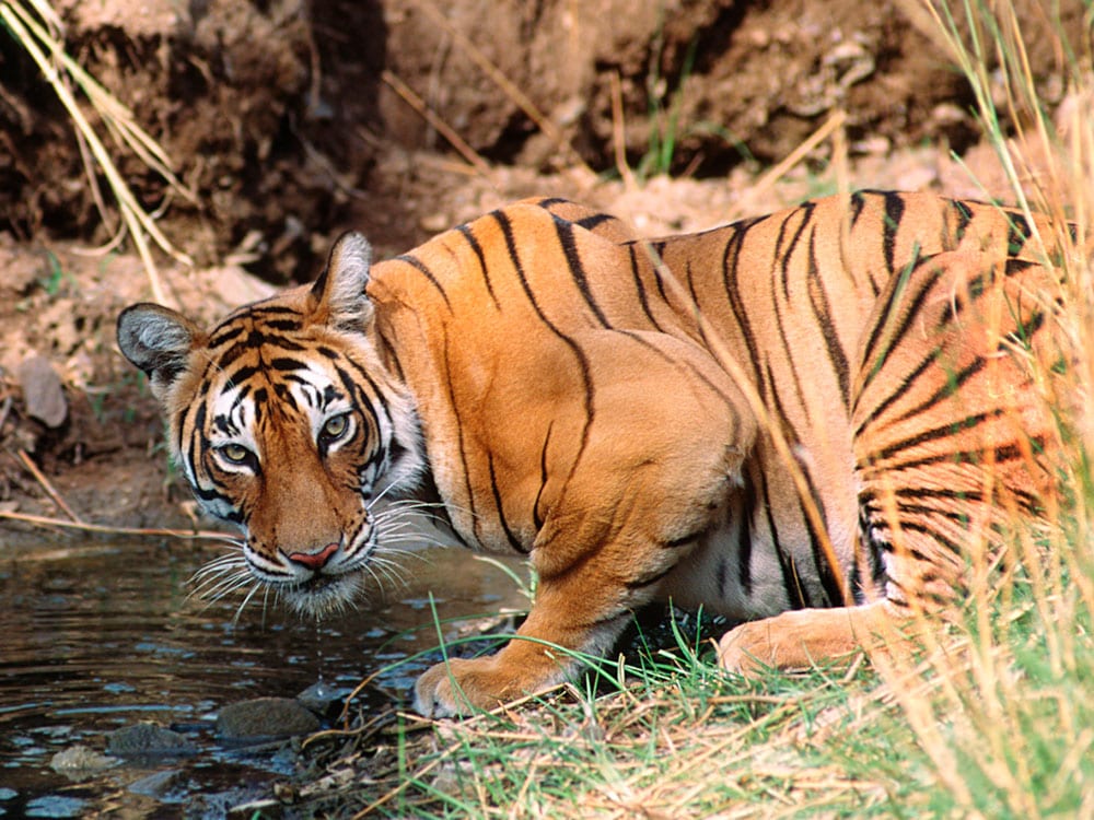 Erleben Sie im Ranthambore-Nationalpark abenteuerliche Tiger-Safaris Erleben Sie im Ranthambore-Nationalpark abenteuerliche Tiger-Safaris
