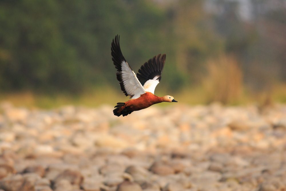 Eine Rostgans im wundervollen Nameri-Nationalpark nahe Balipara (Arunachal Pradesh) Eine Rostgans im wundervollen Nameri-Nationalpark nahe Balipara (Arunachal Pradesh)