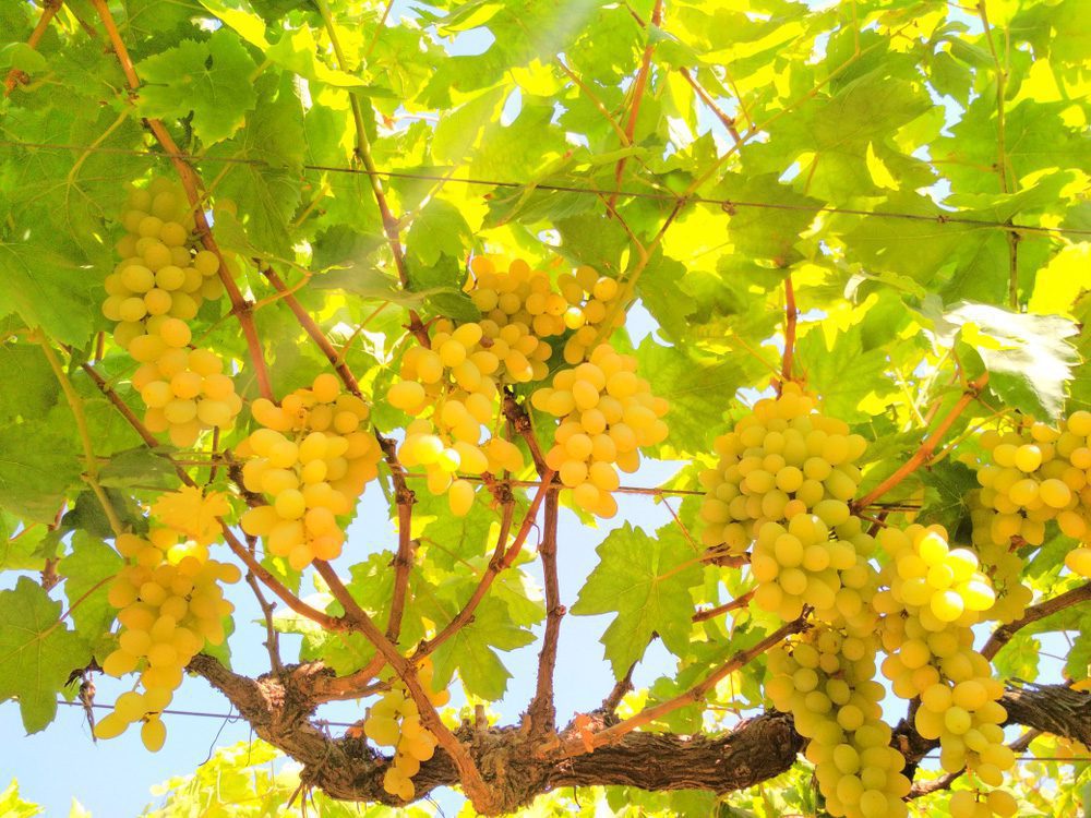 Weinreben auf einem Weingut in Nashik - dort nehmen Sie an einer Weinverkostung teil Weinreben auf einem Weingut in Nashik - dort nehmen Sie an einer Weinverkostung teil