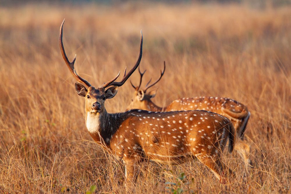 Axishirsche im magischen Kanha-Nationalpark Axishirsche im magischen Kanha-Nationalpark