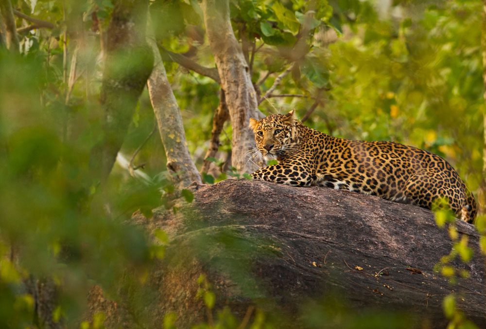 Indien Naturreise: ein Leopard im Pench-Nationalpark Indien Naturreise: ein Leopard im Pench-Nationalpark