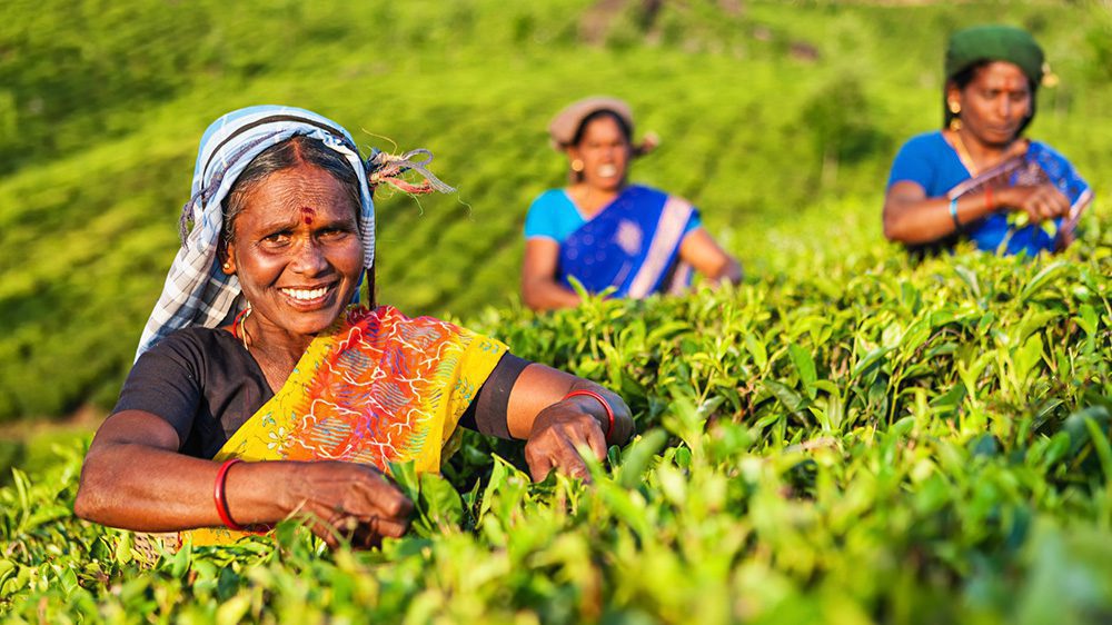 Teepflückerinnen auf eine Plantage in Munnar, Kerala (Südindien) Teepflückerinnen auf eine Plantage in Munnar, Kerala (Südindien)