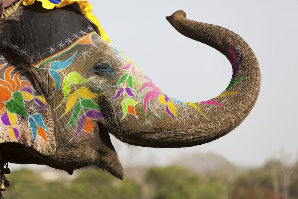 Ein traditionell bemalter Elefant in Jaipur Ein traditionell bemalter Elefant in Jaipur