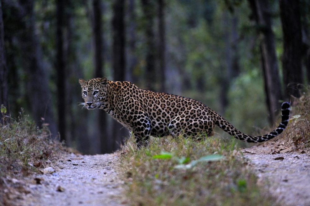 Ein Leopard im Kanha-Nationalpark Ein Leopard im Kanha-Nationalpark