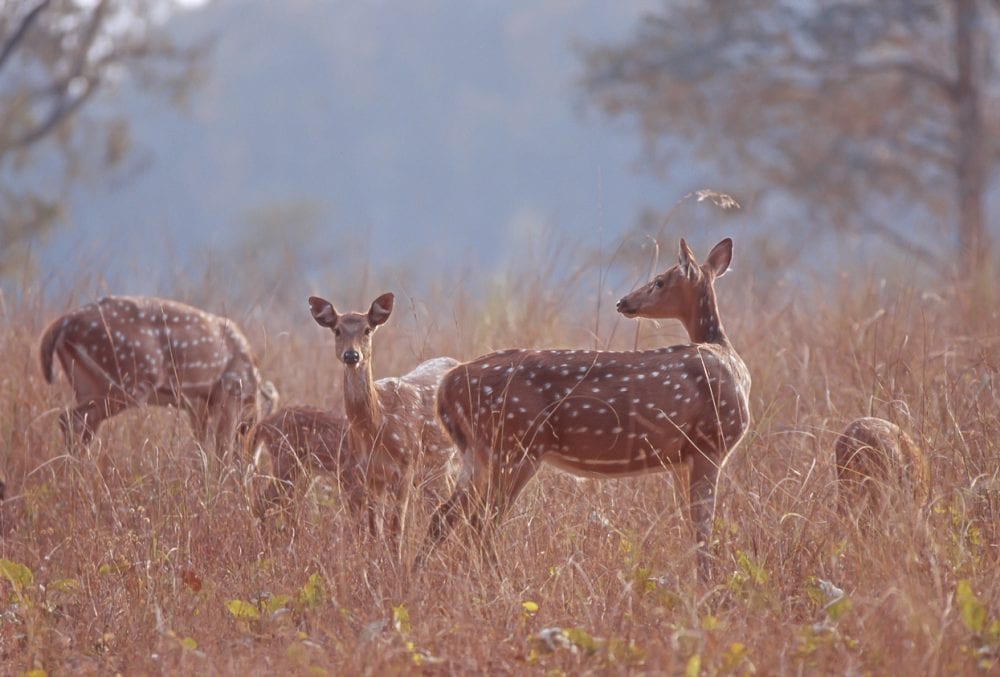 Axishirsche im Kanha-Nationalpark Axishirsche im Kanha-Nationalpark