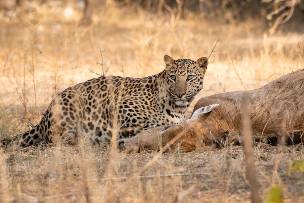Indischer Leopard im Nationalpark Indischer Leopard im Nationalpark