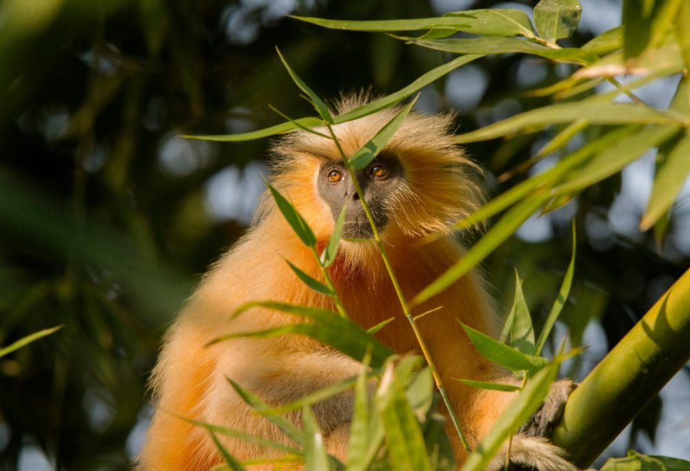 Ein Goldlangur im Manas-Nationalpark Ein Goldlangur im Manas-Nationalpark