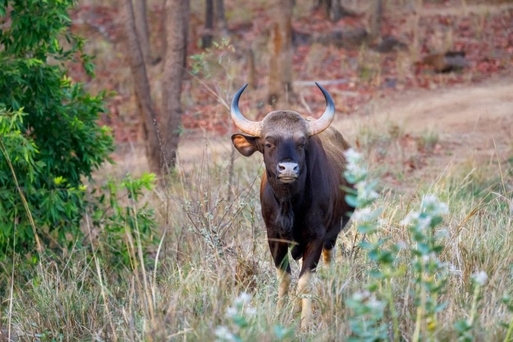 Ein Gaur im Tadoba-Nationalpark Ein Gaur im Tadoba-Nationalpark