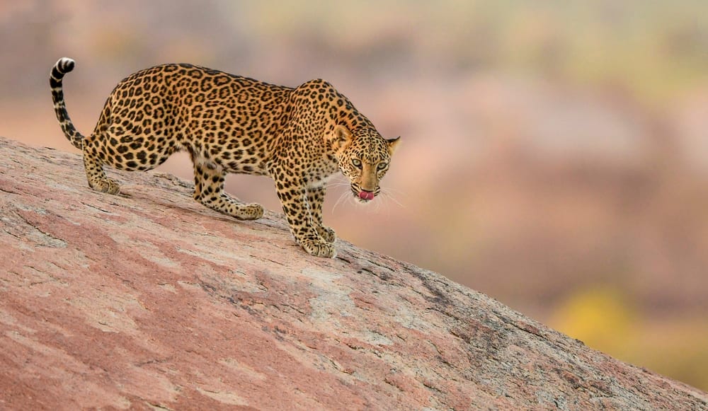Ein Leopard auf einer Safari in Bera Ein Leopard auf einer Safari in Bera