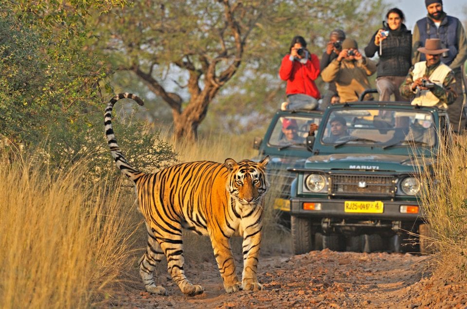 Safari im Ranthambore-Nationalpark