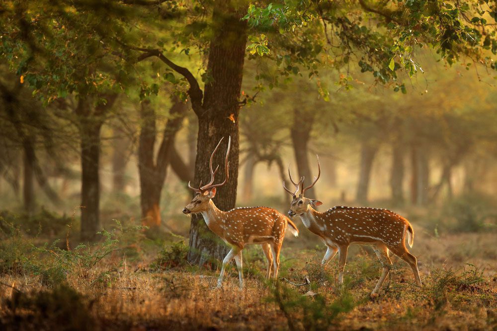 Zwei Axishirsche im Dschungel vom Ranthambore-Nationalpark Zwei Axishirsche im Dschungel vom Ranthambore-Nationalpark
