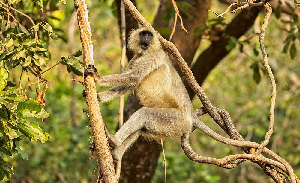 Indischer Langur im Nationalpark von Bandhavgarh Indischer Langur im Nationalpark von Bandhavgarh
