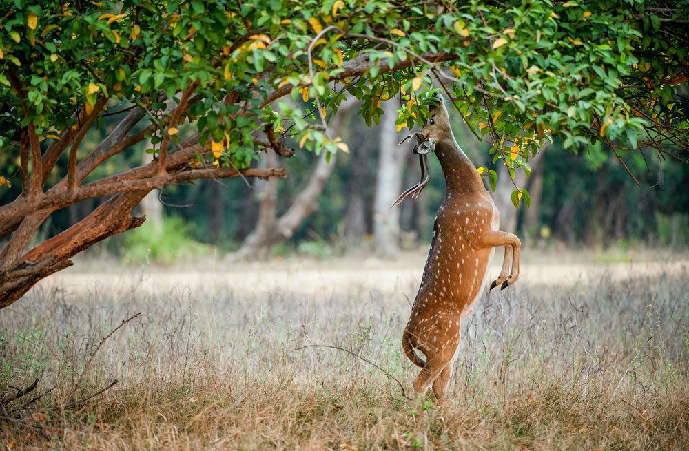 Hirsch im Ranthambore-Nationalpark Hirsch im Ranthambore-Nationalpark