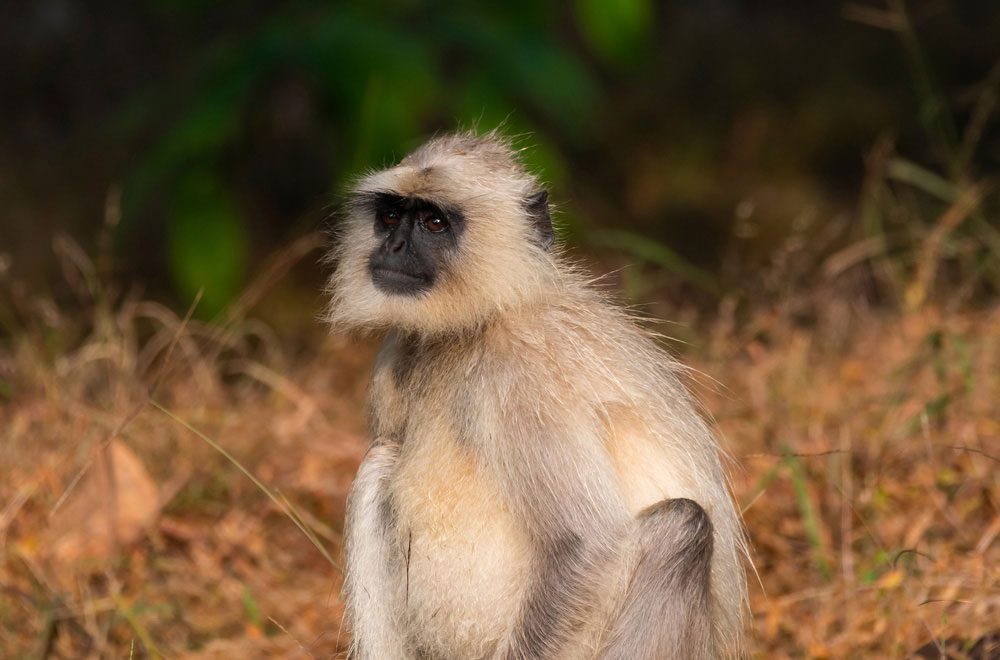 Indischer Langur im Pench-Nationalpark Indischer Langur im Pench-Nationalpark