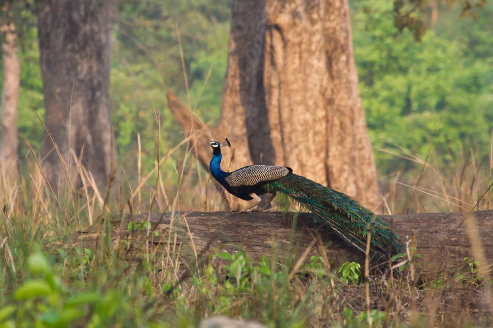 Ein Blauer Pfau im indischen Dschungel Ein Blauer Pfau im indischen Dschungel